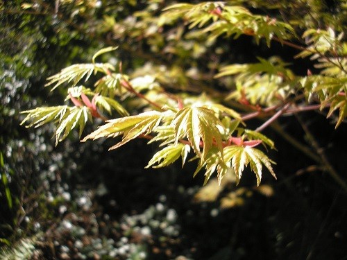 New foliage on Acer Sango Kaku in the woodland.