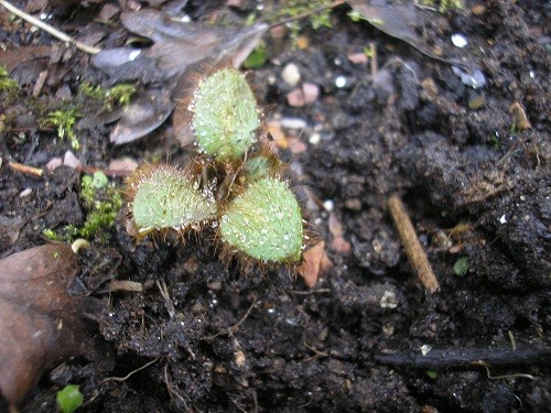 Meconopsis seedling