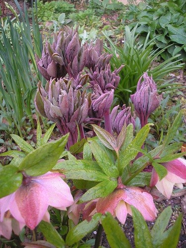 New growth on Paeony mlokosewitschtii in the front border.