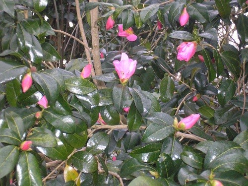 First Camellia