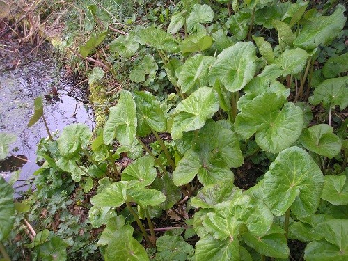 A large form of Caltha palustris by the pond.