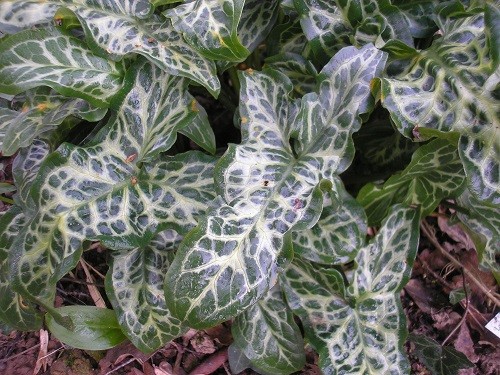 Foliage of Arum italicum marmoratum, an old favourite which will continue until the summer.
