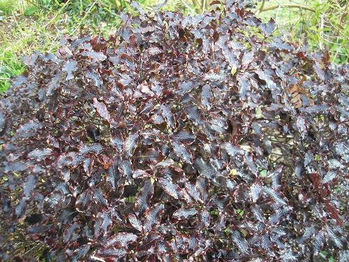 The purple foliage of Pittosporum Tom Thumb in the border by the dead oak.
