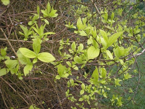 Lovely golden foliage on Philadelphus coronarius aureus.