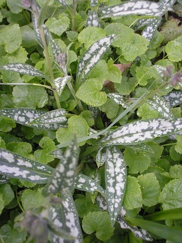 Help needed, Pulmonaria longifolia is being swamped by a small campanula, I must rescue it!