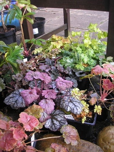 And a few more heucheras.