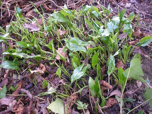 Another exciting discovery was Arisarum proboscideaum.