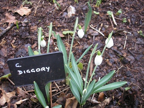 Galanthus Diggory.