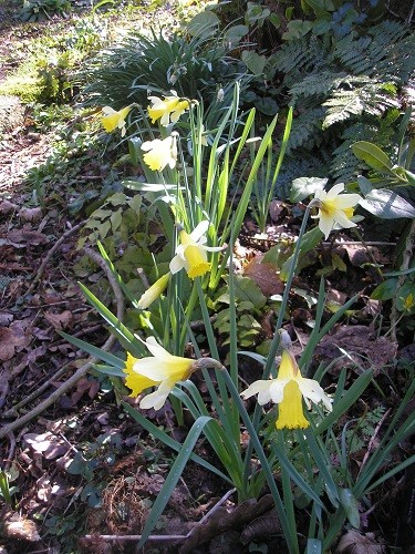 Narcissus pseudonarcissus seeding around in the woodland, these have all put themselves in the bark chipping path!