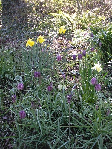 More fritillaries are opening each day, soon I'll be able to do a post about them.
