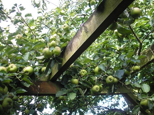 Bramley Apple tree