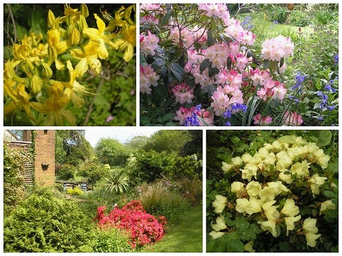 Azaleas and Rhododendrons